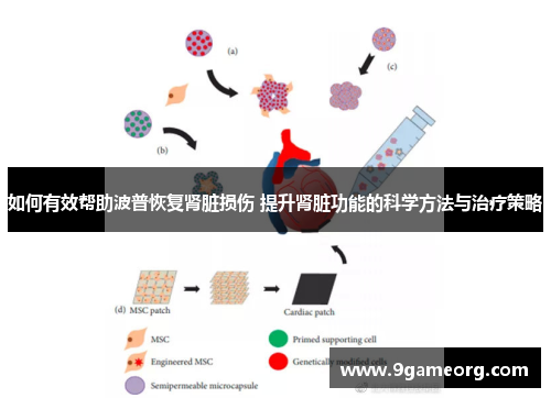 如何有效帮助波普恢复肾脏损伤 提升肾脏功能的科学方法与治疗策略